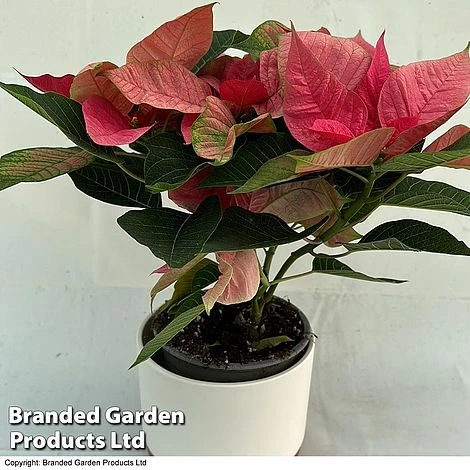 Princettia® 'Pink' - Gift 4 Princettia® 'Pink' - Gift - Image 2