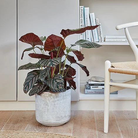 Tivoli Planter Cement H25Cm D26Cm 4 Tivoli Planter Cement H25Cm D26Cm - Image 2