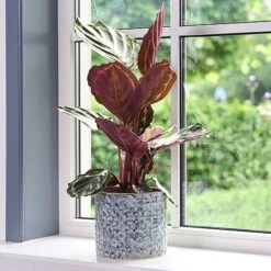 Terni Planter Denim D20Cm H18Cm -Plants Sale 159384 1