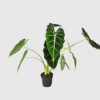 Alocasia Frydek -Plants Sale 20220224 140833 PhotoRoom