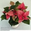 Princettia® 'Pink' - Gift -Plants Sale 2151