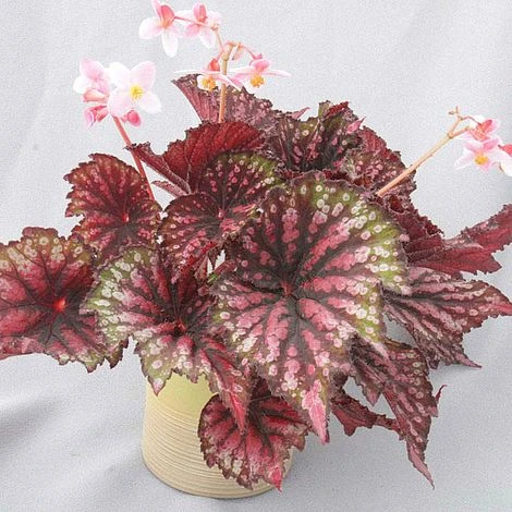 Begonia 'Star Bright' 3 Begonia 'Star Bright'