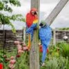 Pair Of Wall Mountable Parrot Bird Garden Ornaments 1 Pair Of Wall Mountable Parrot Bird Garden Ornaments -Plants Sale 3009 PAIR 1
