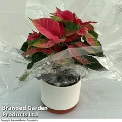 Princettia® 'Pink' - Gift 7 Princettia® 'Pink' - Gift -Plants Sale 3141