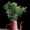 Lungo Watering Can -Plants Sale 599643