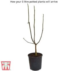 Magnolia X Loebneri 'Leonard Messel' 7 Magnolia X Loebneri 'Leonard Messel' -Plants Sale 5litre potted plant