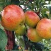 Apple 'Pixie' (Organic) -Plants Sale 783660