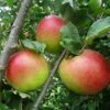 Apple 'Annie Elizabeth' (Organic) 1 Apple 'Annie Elizabeth' (Organic) -Plants Sale 784396