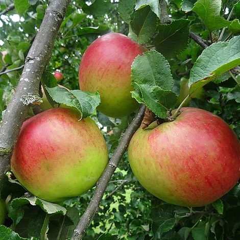 Apple 'Annie Elizabeth' (Organic) 3 Apple 'Annie Elizabeth' (Organic)