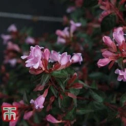 Abelia 'Edward Goucher' -Plants Sale ABEL T66045 C