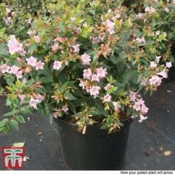 Abelia 'Edward Goucher' -Plants Sale ABEL T66045 P