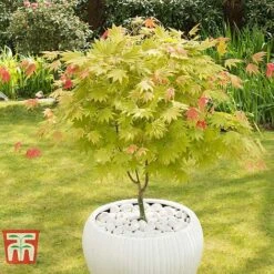 Acer Shirasawanum 'Moonrise'