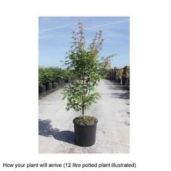 Acer Palmatum 'Sango-kaku' -Plants Sale ACER T68240 B