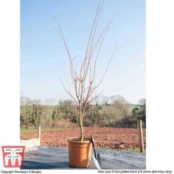 Acer Palmatum 'Sango-kaku' -Plants Sale ACER T68240 L