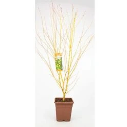 Acer Palmatum 'Bi Hoo' 7 Acer Palmatum 'Bi Hoo' -Plants Sale ACER T72070 A1