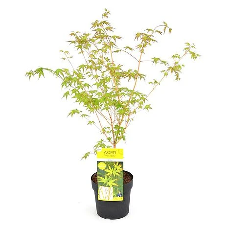 Acer Palmatum 'Bi Hoo' 4 Acer Palmatum 'Bi Hoo' - Image 2