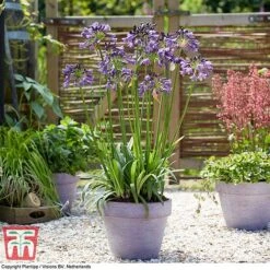 Agapanthus 'Poppin' Purple' -Plants Sale AGAP KB2781 C