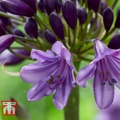 Agapanthus 'Poppin' Purple' -Plants Sale AGAP KB2781 E