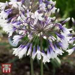Agapanthus 'Fireworks' -Plants Sale AGAP TKA3939 A