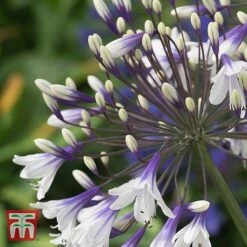 Agapanthus 'Fireworks' -Plants Sale AGAP TKA3939 B