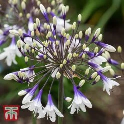 Agapanthus 'Fireworks' -Plants Sale AGAP TKA3939 C