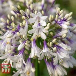 Agapanthus 'Fireworks' -Plants Sale AGAP TKA3939 E