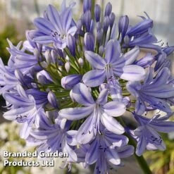Agapanthus 'Full Moon' -Plants Sale AGAP FULLMOON S19456