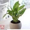 Aglaonema 'Christina' -Plants Sale AGLA TKA2836 A