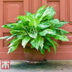 Aglaonema 'Christina' -Plants Sale AGLA TKA2836 C