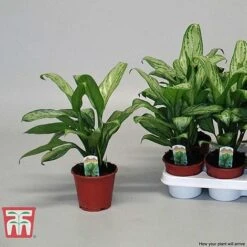 Aglaonema 'Christina' -Plants Sale AGLA TKA2836 F