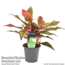 Aglaonema 'Crete' -Plants Sale AGLA CRETE12CM T50173
