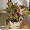 Aglaonema 'Crete' -Plants Sale AGLA CRETE T50177