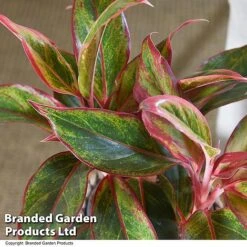 Aglaonema 'Crete' -Plants Sale AGLA CRETE T50178