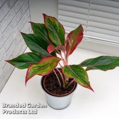 Aglaonema 'Crete' -Plants Sale AGLA CRETE W48793