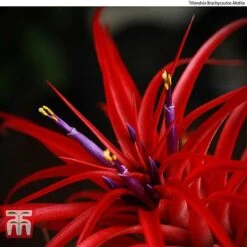 Air Plant Variety Collection -Plants Sale AIR KB3490 C1