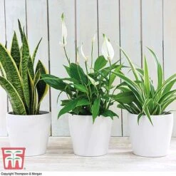 Air Purifying Houseplant Collection 13 Air Purifying Houseplant Collection -Plants Sale AIR kb3599 A