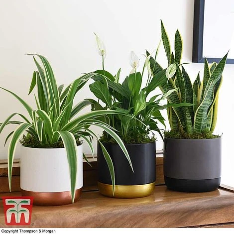 Air Purifying Houseplant Collection 3 Air Purifying Houseplant Collection