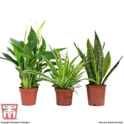 Air Purifying Houseplant Collection 12 Air Purifying Houseplant Collection -Plants Sale AIR kb3599 C