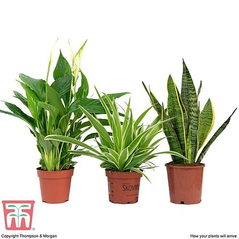 Air Purifying Houseplant Collection 7 Air Purifying Houseplant Collection - Image 5