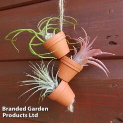 Air Plant Mini Pots On Rope -Plants Sale AIRP MINIROPE3 S45969