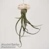 Airplant (Tillandsia) In Sea Urchin