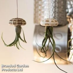 Airplant (Tillandsia) In Sea Urchin -Plants Sale AIRP SEAURCH3