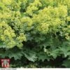 Alchemilla Mollis 2 Alchemilla Mollis -Plants Sale ALCH KA4175 A
