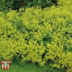 Plants Sale -Plants Sale ALCH KA4175 B