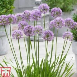 Allium 'Millenium' -Plants Sale ALLI TKA0092 C