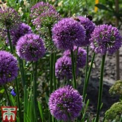 Allium 'Millenium' -Plants Sale ALLI TKA0092 E