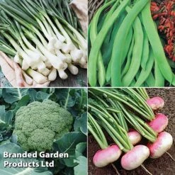 Allotment Seed Collection -Plants Sale ALLO KC9289 D