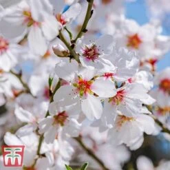 Almond 'Robijn' -Plants Sale ALMO DWW3661 C