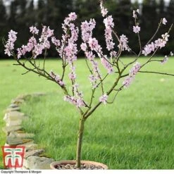 Almond 'Robijn' -Plants Sale ALMO DWW3661 E