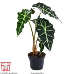 Alocasia X Amazonica 19 Alocasia X Amazonica -Plants Sale ALO KB1116 A